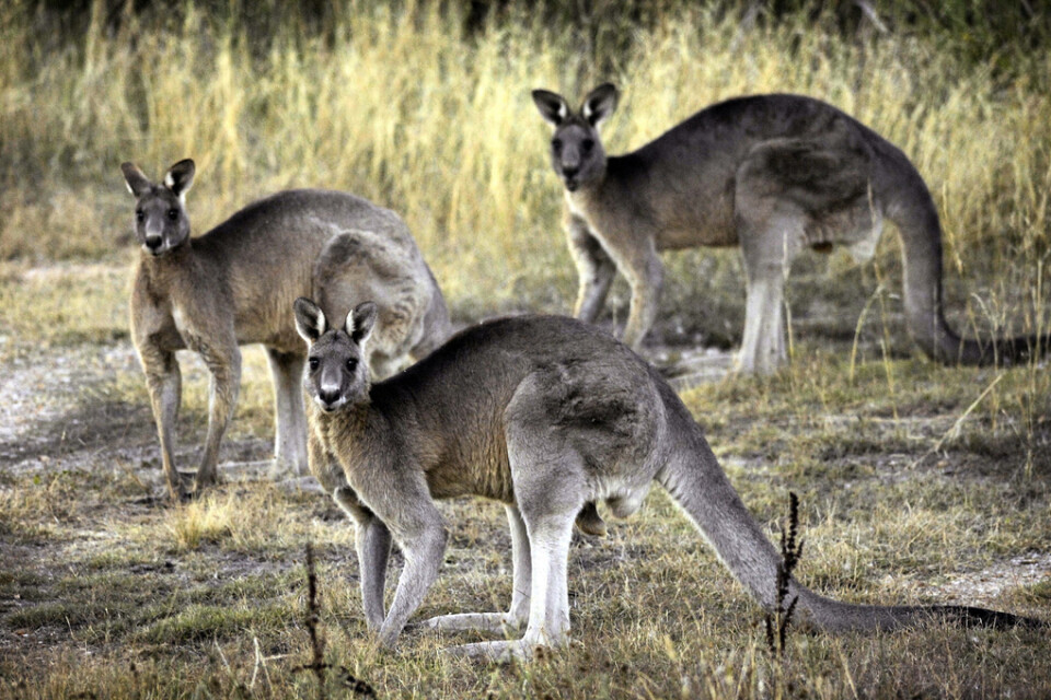 Att människor dödas av kängurur är väldigt ovanligt. Arkivbild från Canberra-trakten.