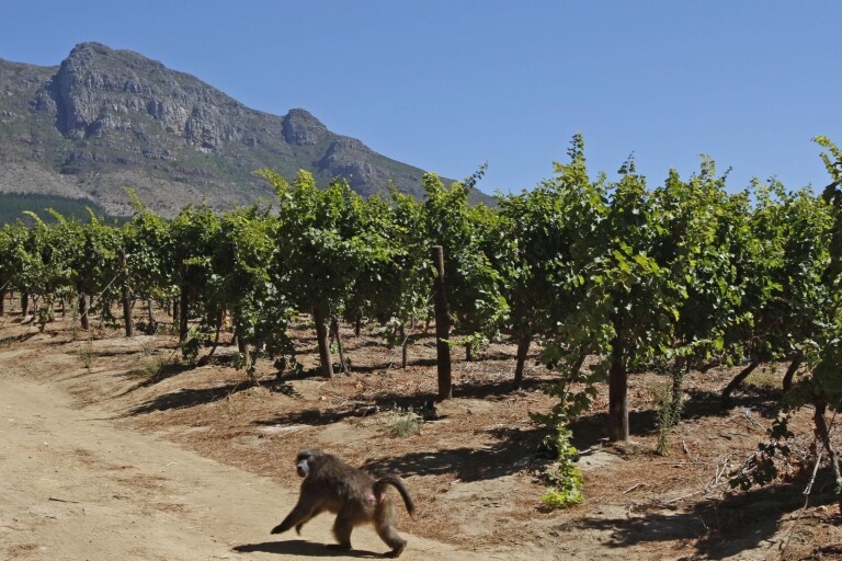 Fyra fina viner från Sydafrika!