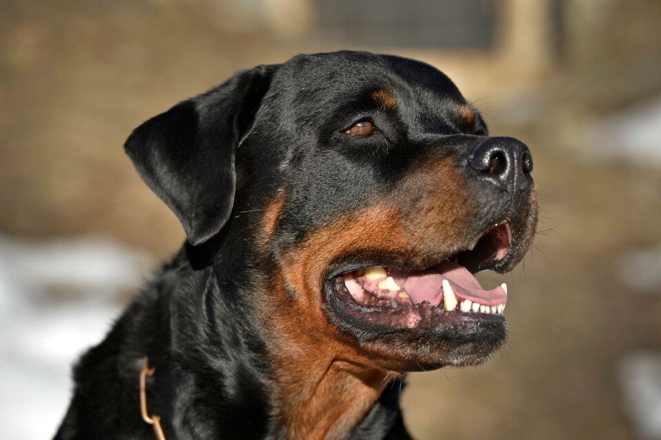 Rottweilerns ägare döms i Blekinge tingsrätt till böter.