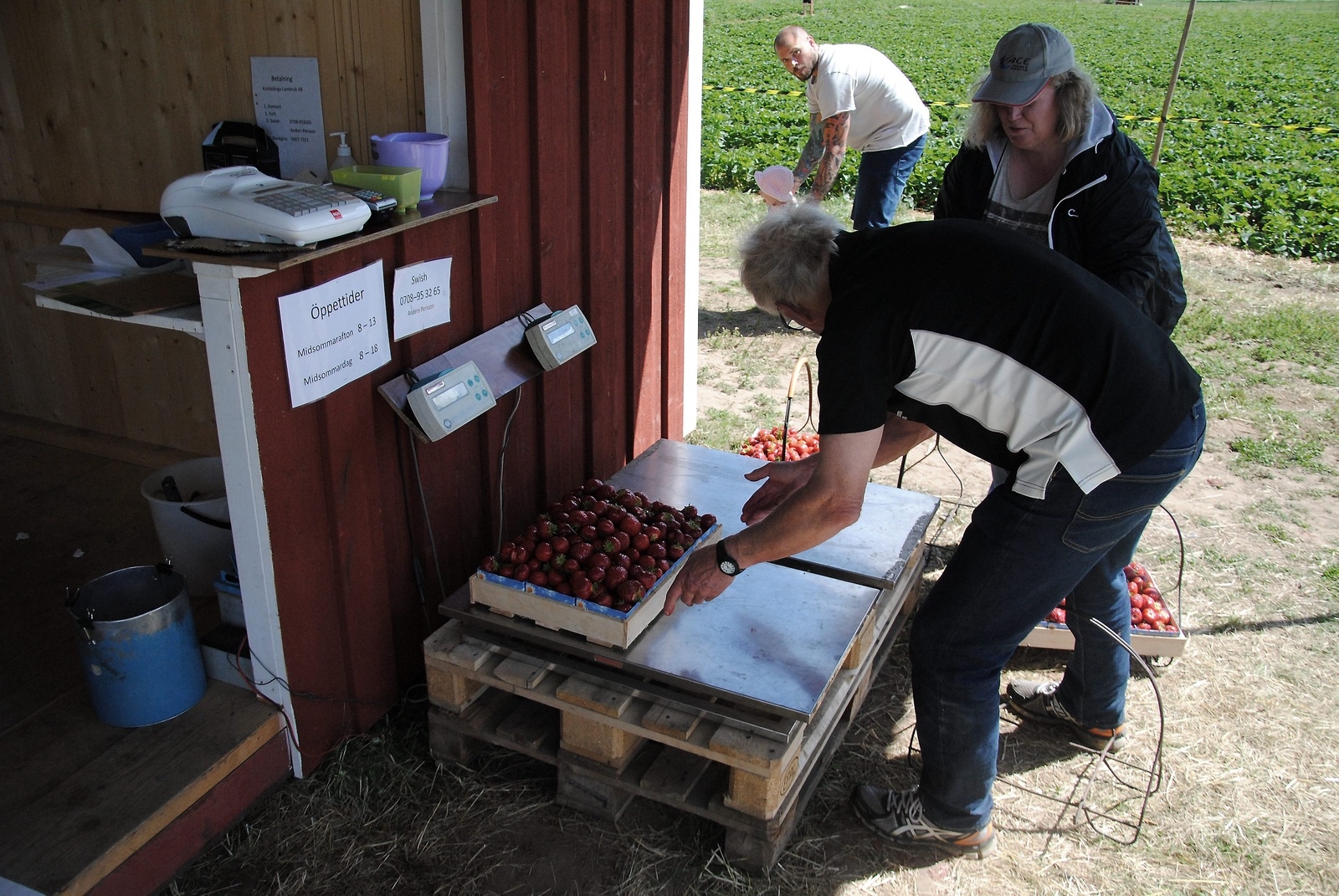 Lotta med pappa Göran väger in 30 kilo självplockade jordgubbar. Bären ska syltas och saftas.               Foto. Stefan Olofson