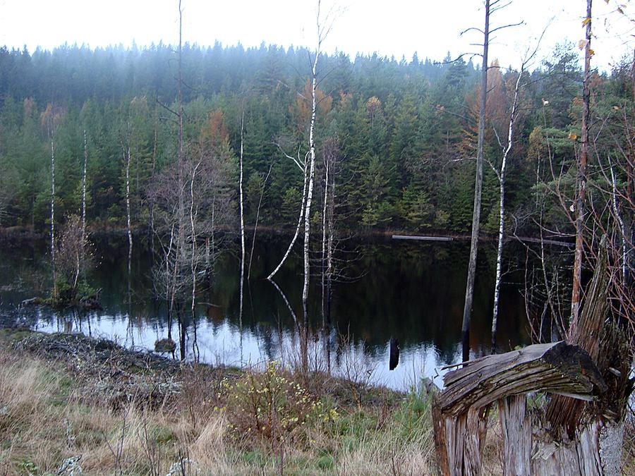 Bengt Karlsson från Bollebygd tog den här bilden under en älgjakt i skogen mellan Rävlanda och Hällingsjö.