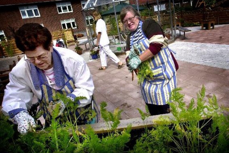 Det är full aktivitet i träningsträdgården Evy Sandberg (till vänster) och Gerd Johansson skördar morötterna till skördefesten.BILDER: TOMMY SVENSSON